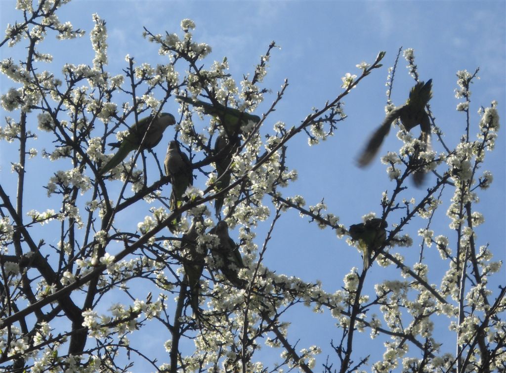 I parrocchetti di Castelfusano (Roma)